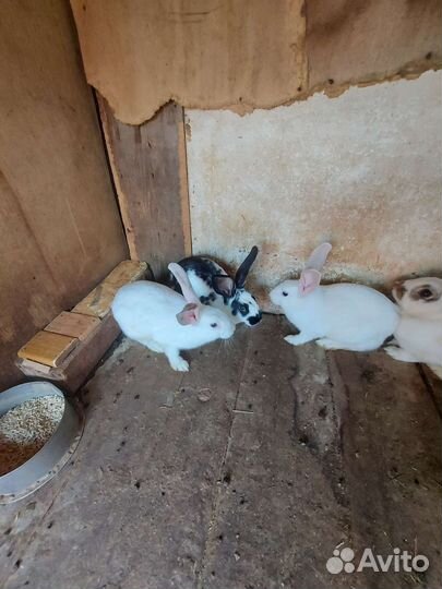 Домашние животные кролики