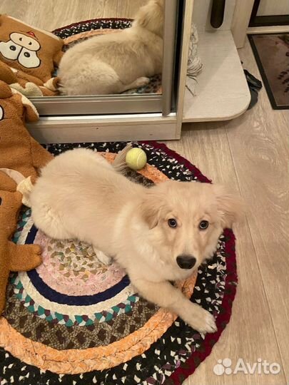 Щенки помесь