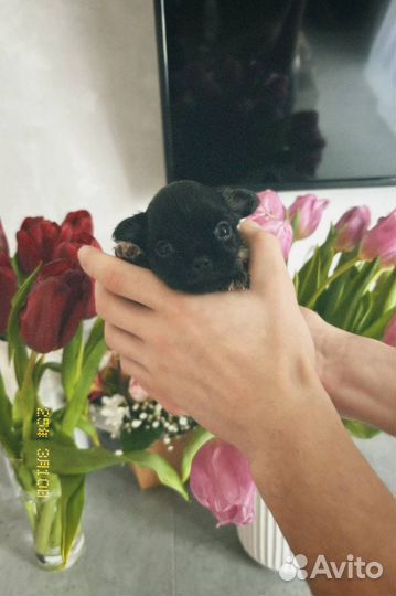 Щенки чихуахуа длинношерстные