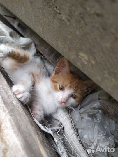 Мальчик ищет дом