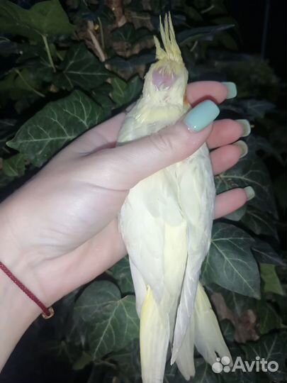 Попугай карелла птенцы