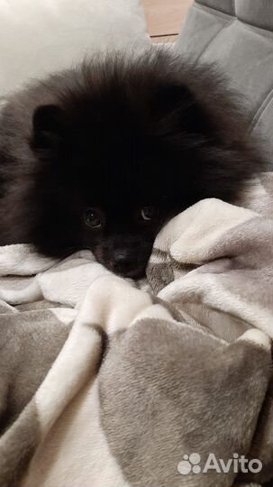 Немецкий шпиц