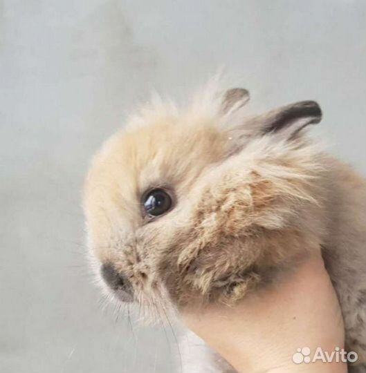 Декоративные кролики