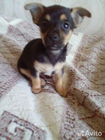 Мини той-терьер щенки