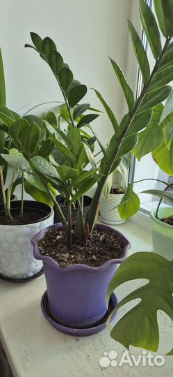 Замиокулькас