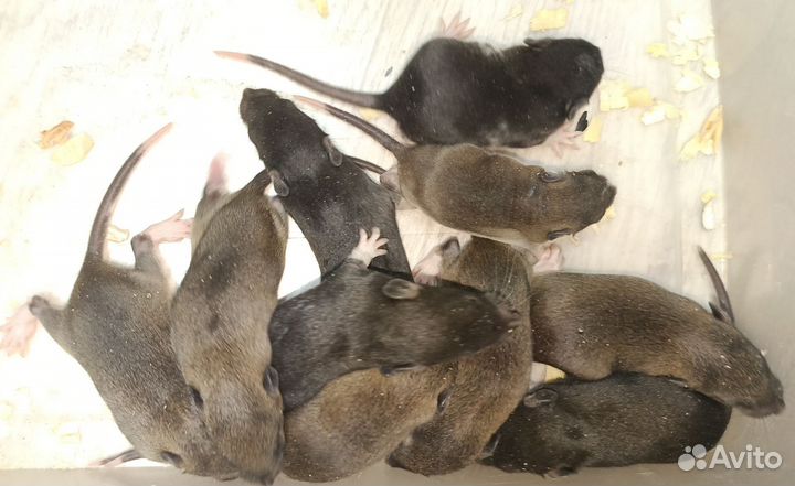 Крыски малыши. Хаски, сиамские, агути, чёрные