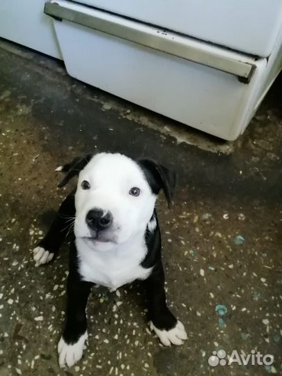 Щенки питбуля