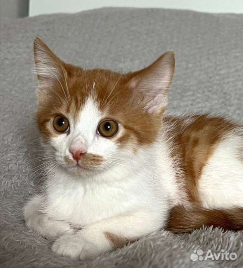 Мальчик 2,5 мес