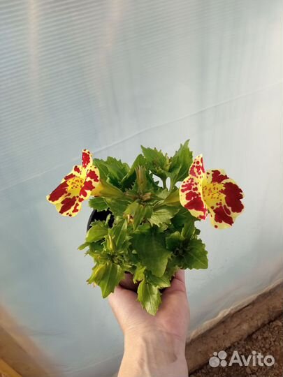 Мимулюс семена