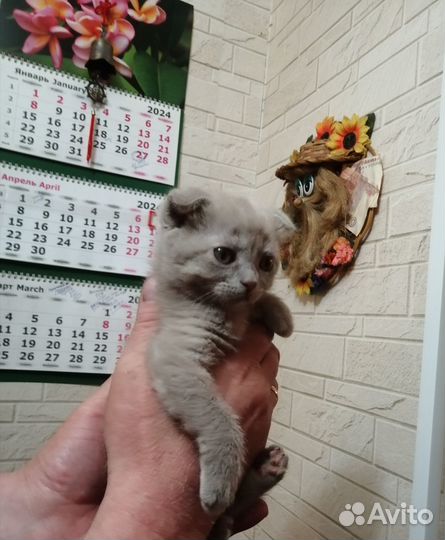 Шотландский котёнок