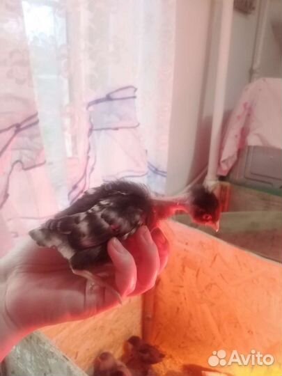 Цыплята брама