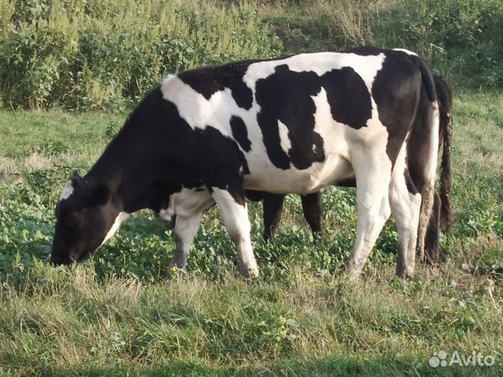 Первотелки 4 головы