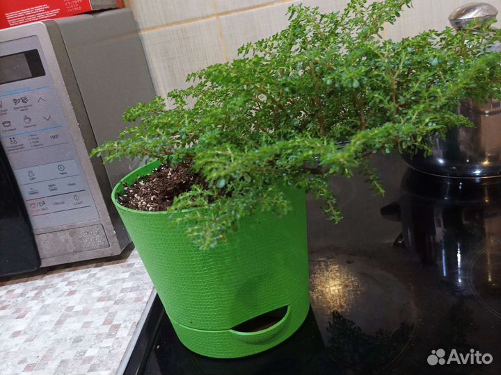 Комнатные растения 