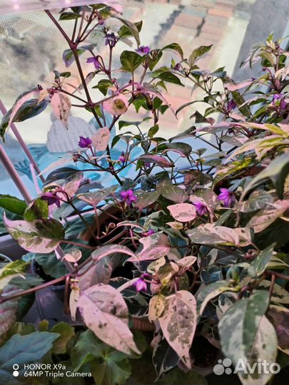 Перец домашний семена