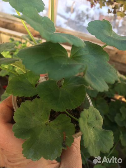 Герань пеларгония сортовая