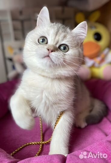 Шотландский кот