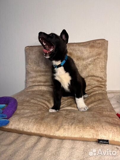 Щенок в добрые руки