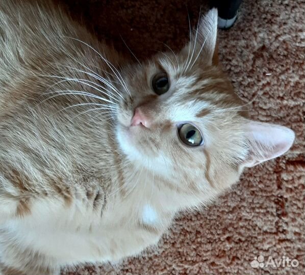 Рыжик-электровеник в самые добрые ручки