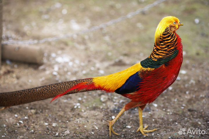 Фазаны,фазанята