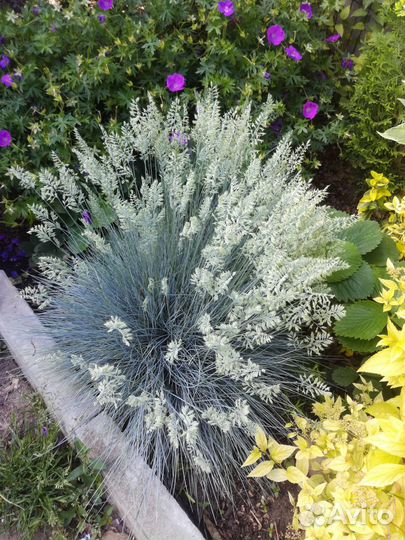 Мискантус,пенисетум,осока,райграс,импера