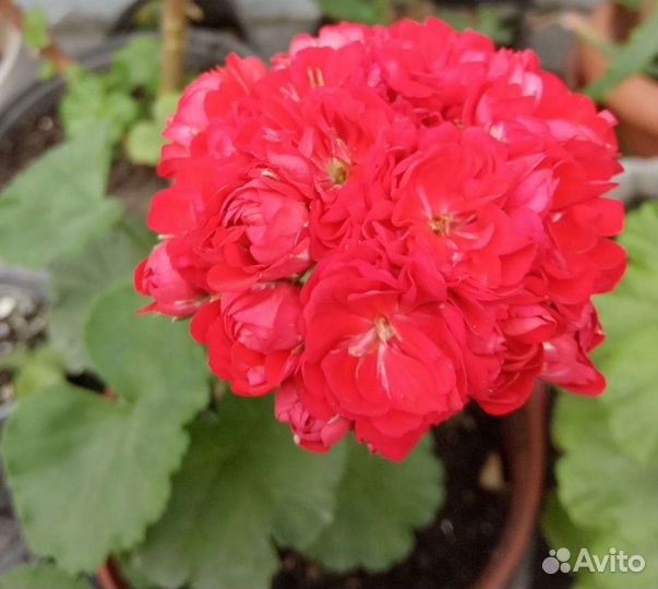 Пеларгония герань розовидная редкая