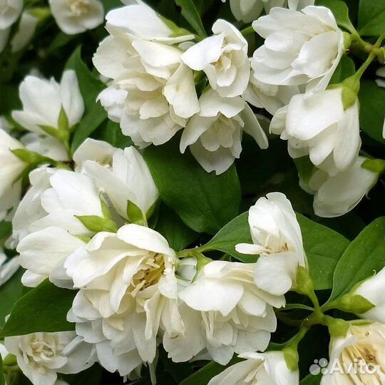 Чубушник Жасмин