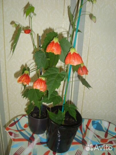 Белоперона и Абутилон (Китайский клен