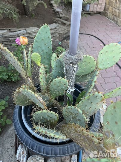 Большой кактус
