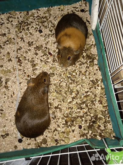 Морские свинки