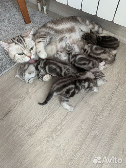 Британские мраморные котята