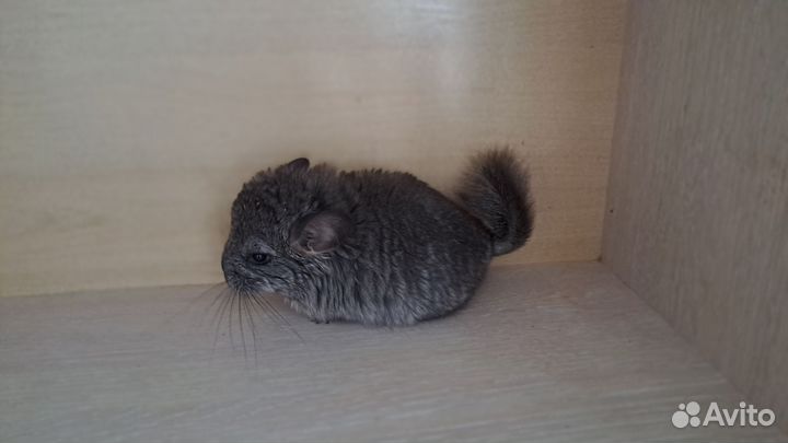 Шиншилла ангора