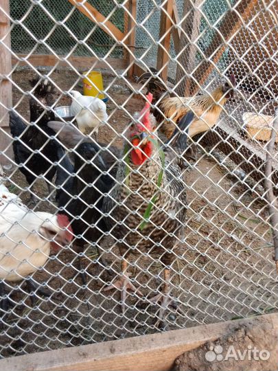 Молодые петушки