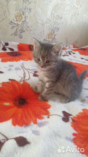 Котята в добрые руки бесплатно