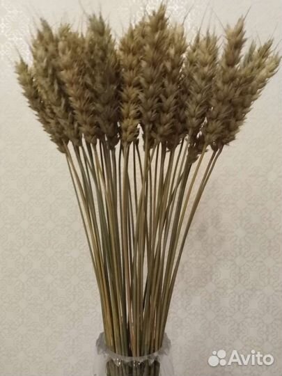 Колосья пшеницы сухоцвет