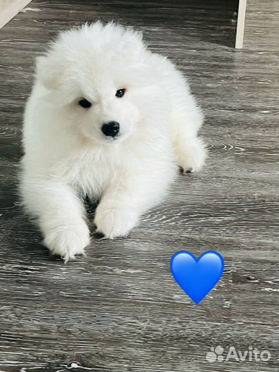 Щенки самоеда