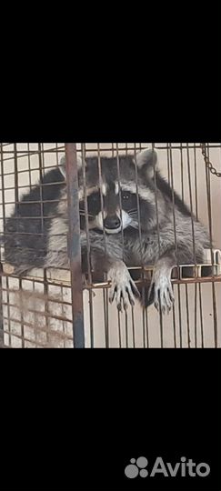 Енот полоскун