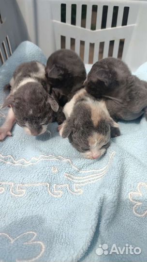 Котята корниш-рекс