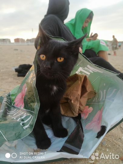 Кошка в дар