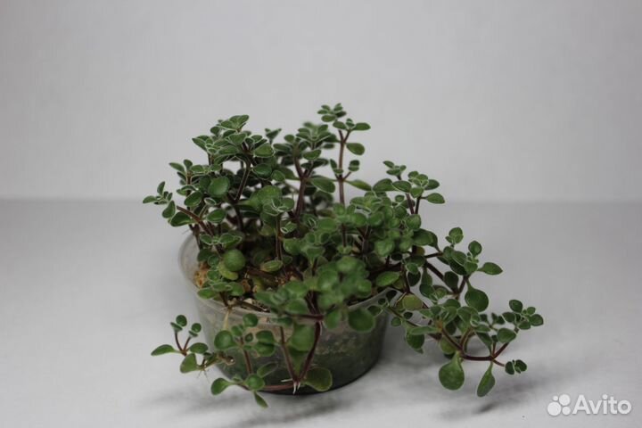 Суккуленты 1