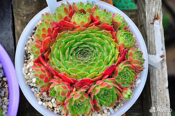 Молодило. Каменная Роза