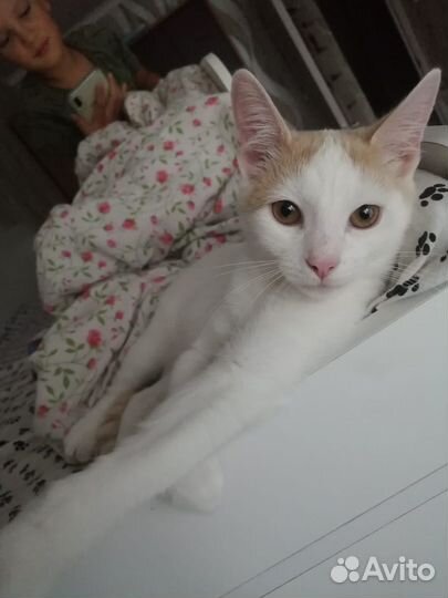 Котенек мальчик 4 месяца