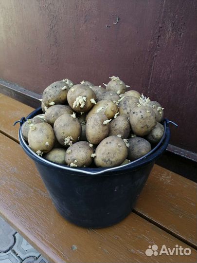 Картофель на посадку