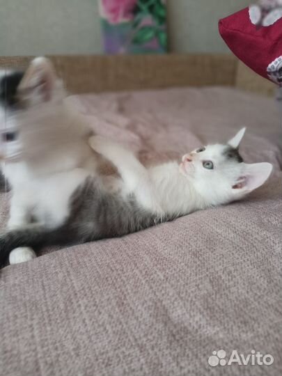 Котята в добрые руки приучены к лотку
