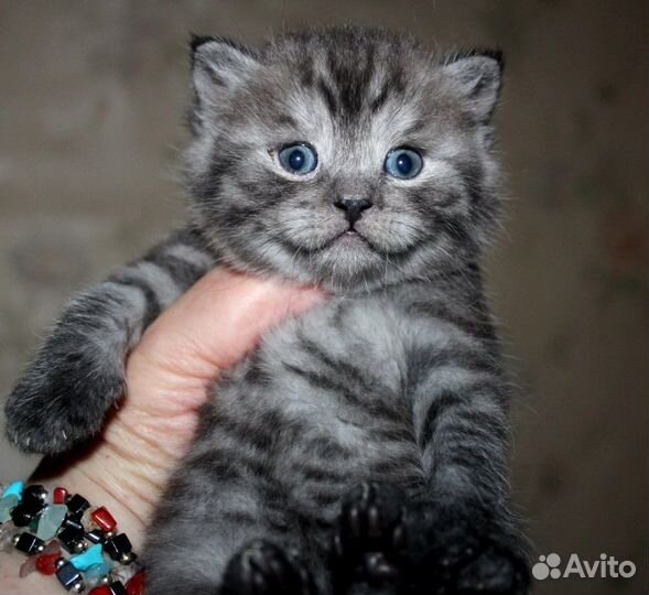 Красавчики