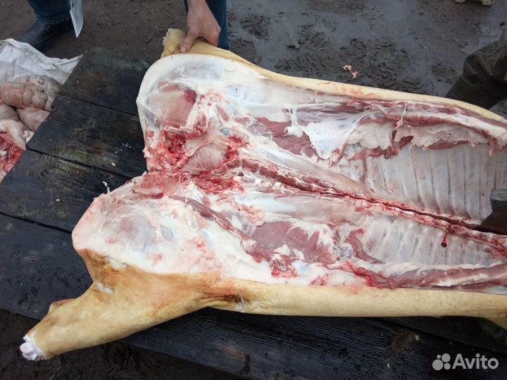Мясо парное домашних свиней(венгерская мангалица)
