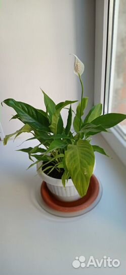 Спацифиллум женское счастье