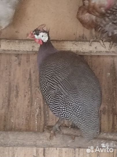 Цесарки самец