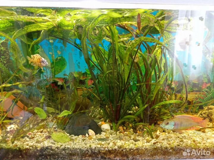 Аквариумные рыбки цихлиды