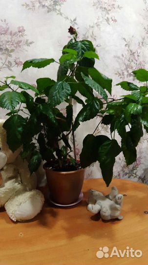 Китайская роза