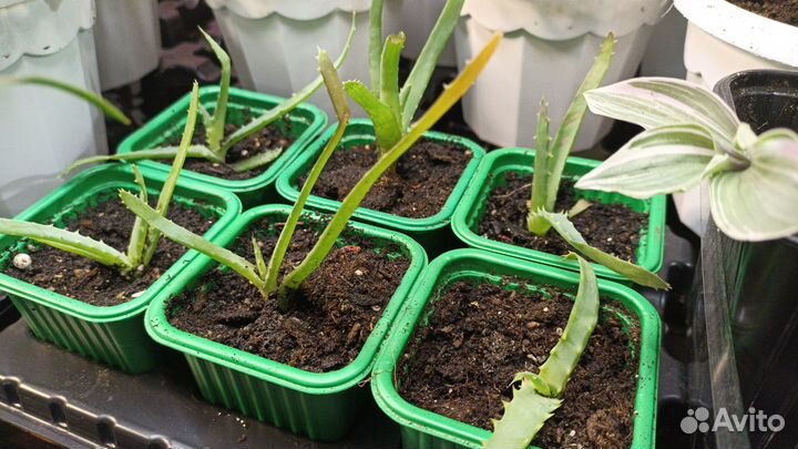 Алоэ древовидное (столетник)